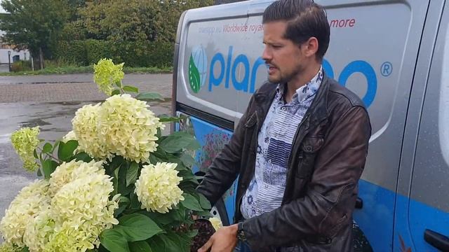 Hydrangea paniculata SKYFALL 'Frenne' смотреть онлайн