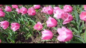 ПАРАД ТЮЛЬПАНОВ 04.04.2024НИКИТСКИЙ БОТАНИЧЕСКИЙ.mp4