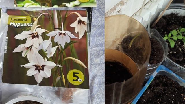 Обзор моей рассады на конец апреля. #рассада #деревня смотреть онлайн