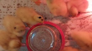 Начинаю выращивание мускусной утки и бройлерной утки на комбикорме ПремиКорм.