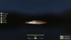 Сом лягушковый ангольский, редкая рыба в игре Трофейная рыбалка 2, река Нил, локация Водопой