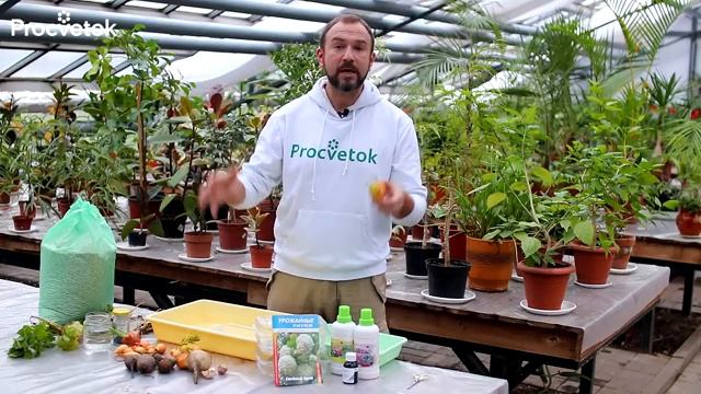 Как вырастить ЛУК НА ПЕРО без земли и подсветки смотреть онлайн