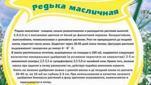Масличная редька как сидерат