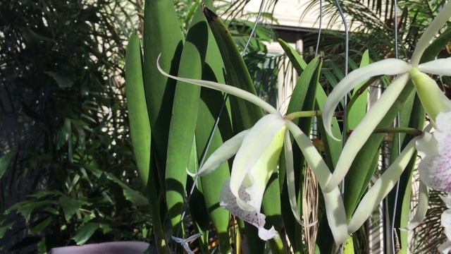 BC.Nanipuakea Dogashima смотреть онлайн