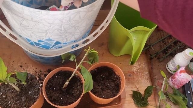посадка укоренившихся черенков гибискуса шизопеталус