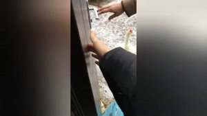 Ручной гусь, гусь в доме, гусь обнимается.
