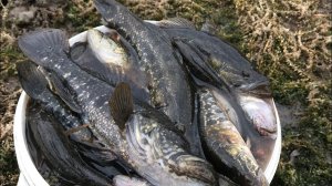 Ловля  ротана и карася поздней осенью