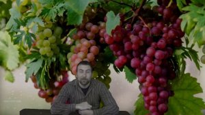 Почему виноград не бывает червивым? просто он умеет .. видео о вредителях