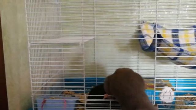 Декоративные крысы - мои новые питомцы. смотреть онлайн