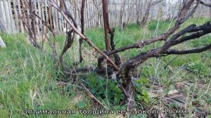 Омоложение старого куста винограда