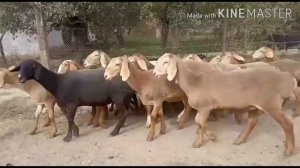 Элитные ГИСАРСКИЙ ОВЦЫ в Кыргызстане THE BIGGEST SHEEP IN KYRGYZSTAN