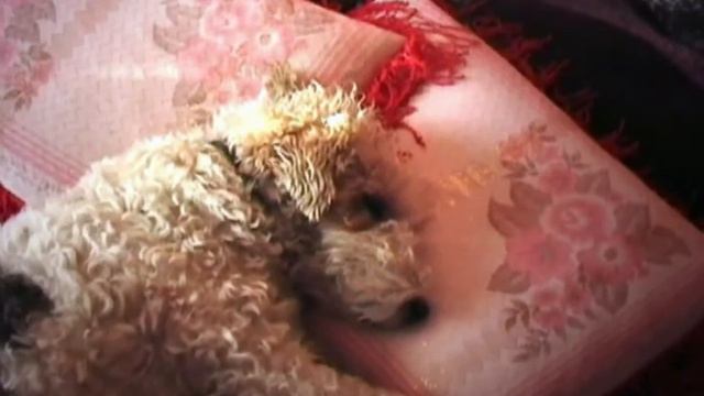 Тоби смотреть онлайн