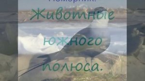 Животные холодных районов земли..wmv