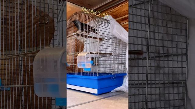 Рыжик - говорящий скворец