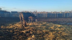 Ревнивая кобыла отгоняет жеребца от кобыл