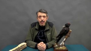 Легенда о том, откуда появились черные дятлы