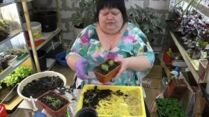 выращивание лобелии двумя способами. стрижка лобелии часть 2