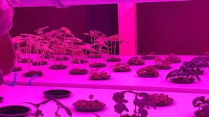 СитиФерма. Выращивание базилика, укропа и петрушки на гидропонике. День 52