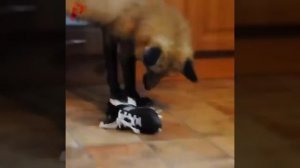 Лиса как домашнее животное