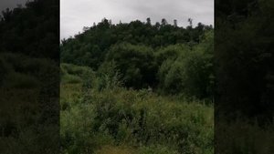 Рев изюбря. Манок труба для рёва на изюбря марала оленя.