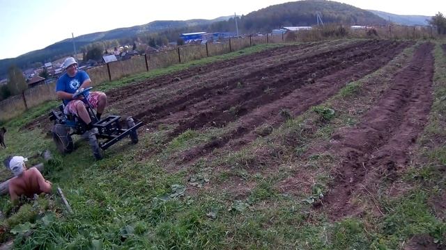 Копаем картофель мотоблоком Нева с передним адаптером КТЗ-03. Минитрактор Нева. смотреть онлайн