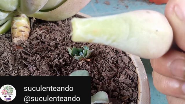 GRAPTOVERIA OPALINA 🥰🌺😍😘❤️💜💪🌼🌸💙💮😘 смотреть онлайн