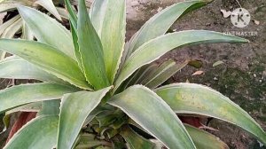 agave plant care tips