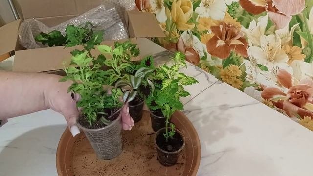 Затарилась яркостью: новые колеусы. Часть 2