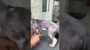Стрижка йорка