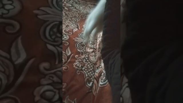 Котенок по имени Айс ? Кот нападает на руку смотреть онлайн