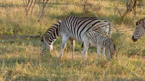 Baby Animals 4K (60FPS) UHD - Cute Young Wild Animals Of The Earth With Relaxing Music