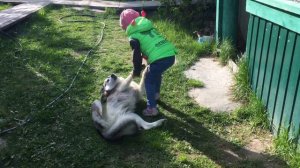 Хаски играет с ребенком