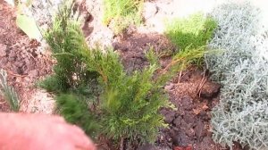 Универсальное средство для хвойных, от всех болезней и вредителей.