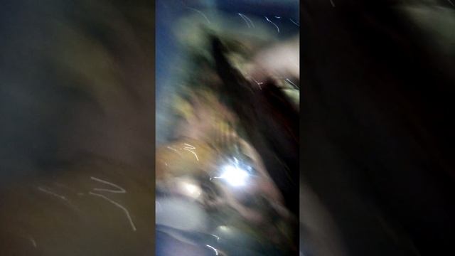 Купила черепаху!!! смотреть онлайн