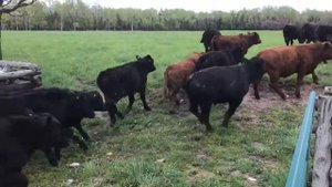 GRASS-FED BEEF: Angus Cattle on Manitoulin Island Pasture