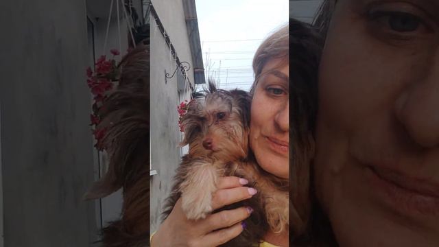 Йорк,щенок, шоколад с подпалом в поиске владельцев.Доставка возможна+79788972514