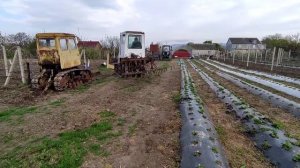 Первая культивация после зимы, Лучший трактор для виноградника,Т - 70, Молдаван