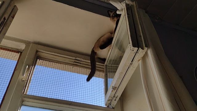 Моя эквилибристка, тайская кошка Варя