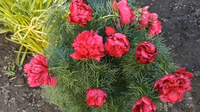 Пион TENUIFOLIA RUBRA PLENA