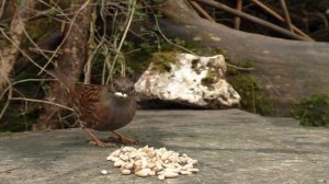 Cat Entertainment Videos : Video for Cats To Watch Birds : ULTIMATE 8 HOURS