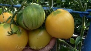 О сортах томатов ЗОЛОТОЕ СЕРДЦЕ АМЕРИКИ