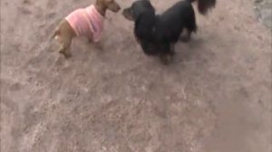 Таксы играют на прогулке