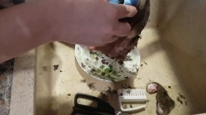 Лосинная губа. Чистим. Варим.