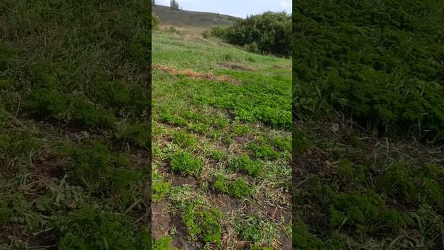 Нашёлся покупатель на кудрявую петрушку