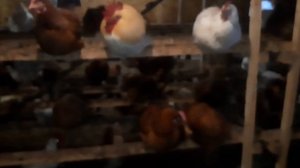 Бактерии для теплого курятника! Часть 4.  УДАЧНЫЙ ФЕРМЕР РЕКОМЕНДУЕТ! Линька, куры 100% несутся!