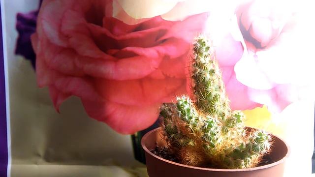 Кактус/DIY/украшаем горшочек смотреть онлайн