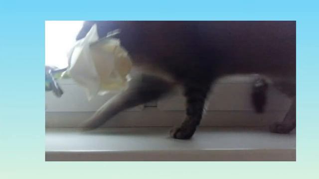 Повторяем фотки известных блогеров с КОТОМ!!!/ @KatyaAdushkina @ТилльНяшка и фотки других блогеров) смотреть онлайн