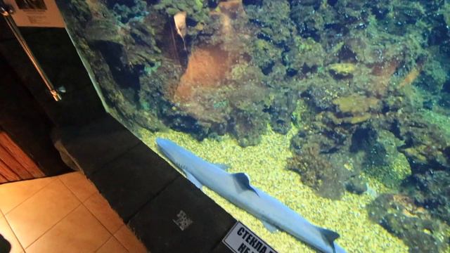 Океанариум Лазаревское. Тропическая амазонка Лазаревское. смотреть онлайн