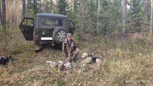 Русская гончая Побудка (Стрелка) (1,5 года). Охота на зайца беляка по чернотропу. Добыли трех зайцев