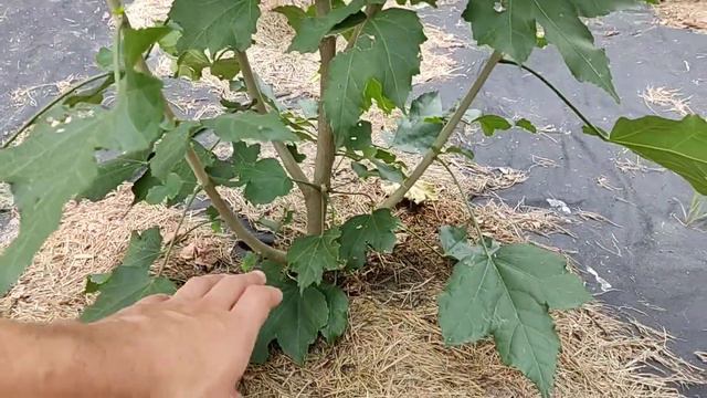 Hibiscus mutabilis смотреть онлайн